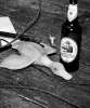 corvetto_24